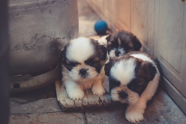 puppies on a board