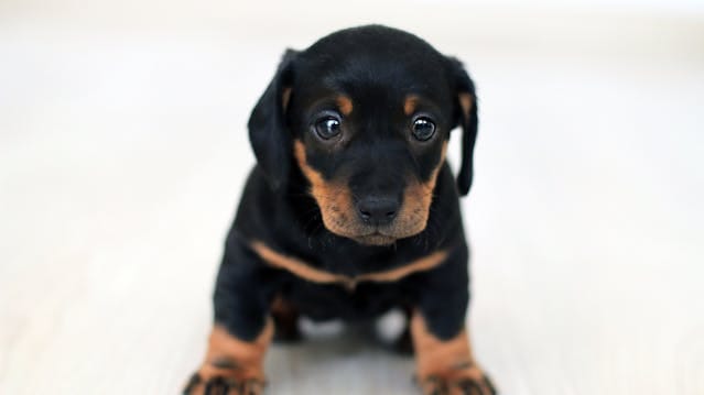 puppy staredown